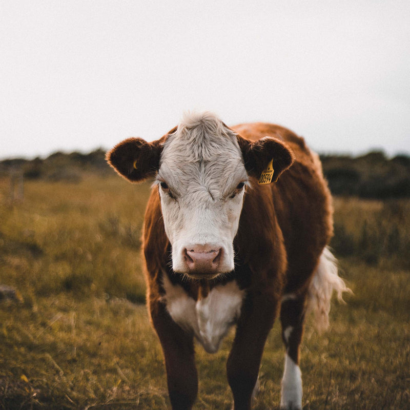 Über Tierleid und Nachhaltigkeit in der Milchindustrie