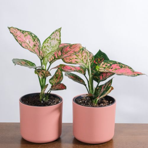 Hübsche, rosa gesprenkelte Pflanzen in rosa Töpfen
