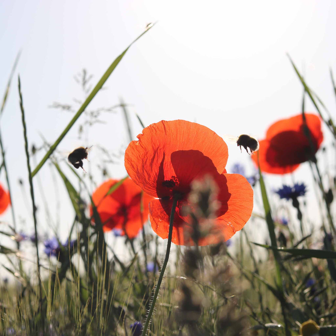 Bienensterben? So hilfst Du den Bienen