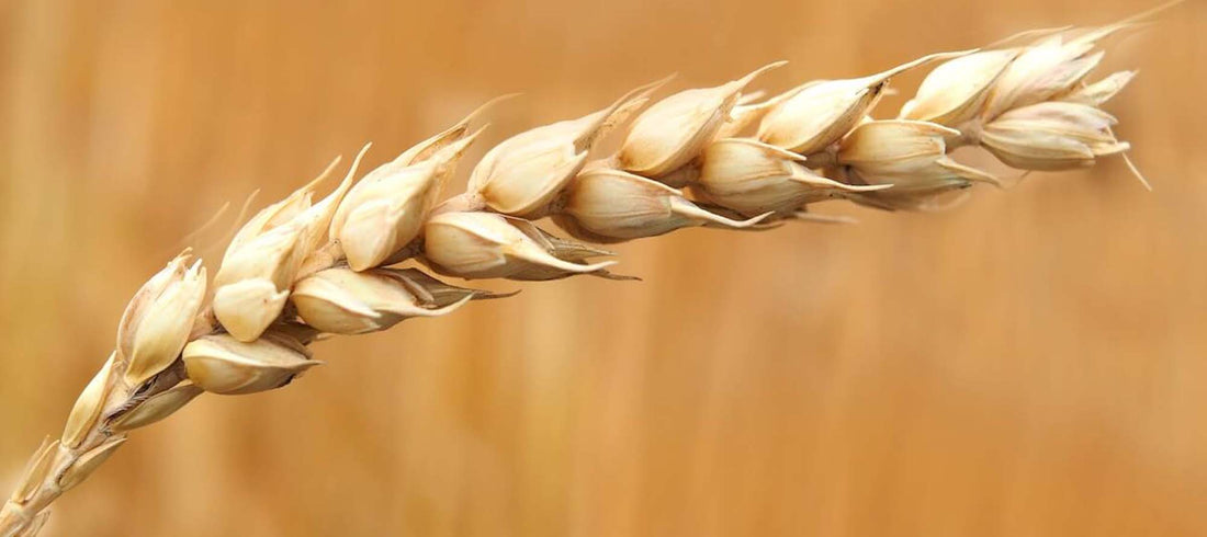 Grain allergy