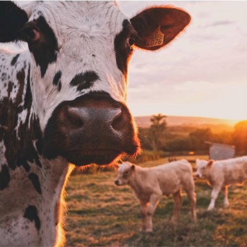 Kuh im Feld Sonnenuntergang